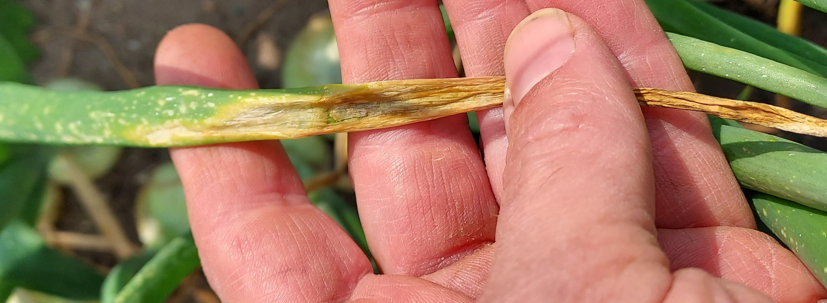 Stemphylium leaf blight on stem.